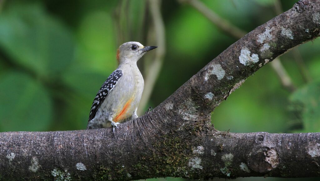 Red-crowned Woodpecker