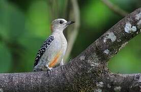 Red-crowned Woodpecker