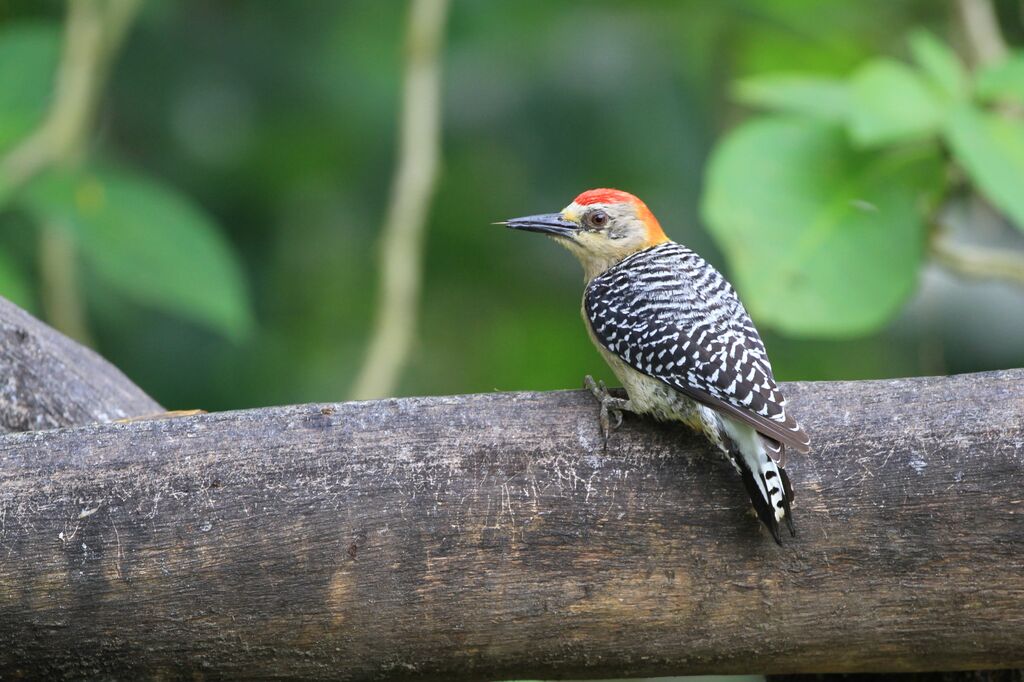 Red-crowned Woodpecker