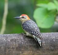 Red-crowned Woodpecker