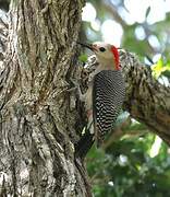 Golden-fronted Woodpecker