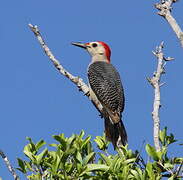 Golden-fronted Woodpecker