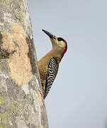 West Indian Woodpecker