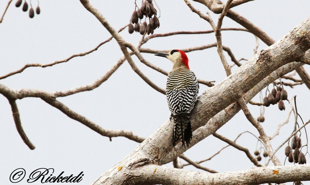 West Indian Woodpecker