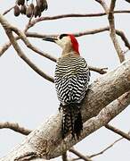 West Indian Woodpecker