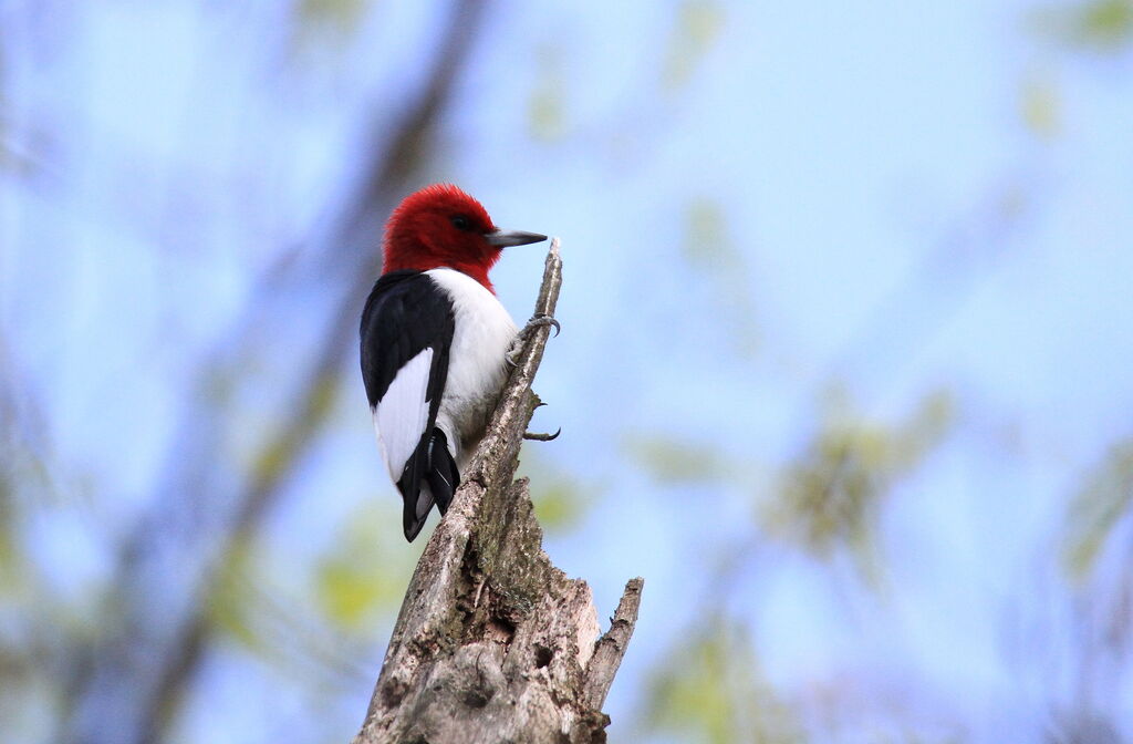 Red-headed Woodpecker