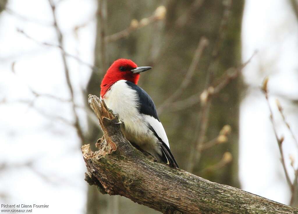 Red-headed Woodpeckeradult, pigmentation