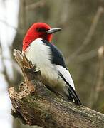 Red-headed Woodpecker