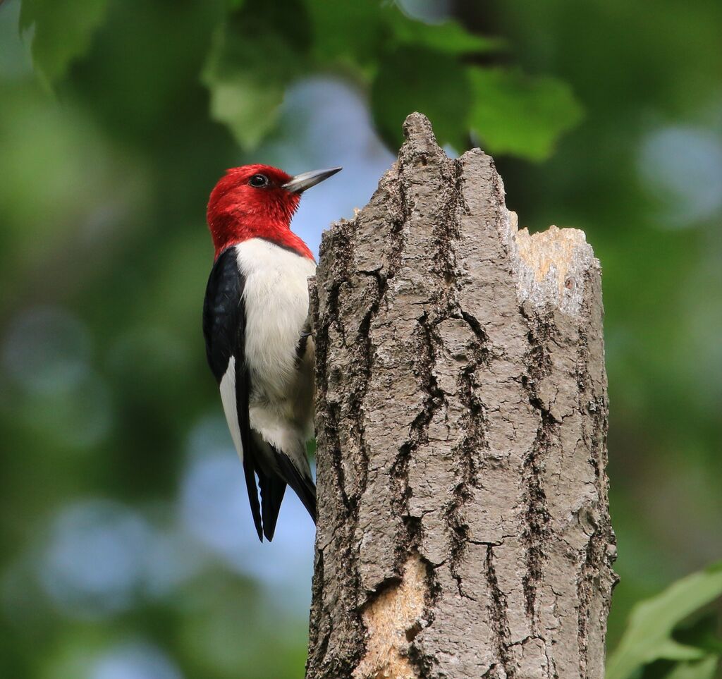 Pic à tête rouge