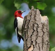 Red-headed Woodpecker