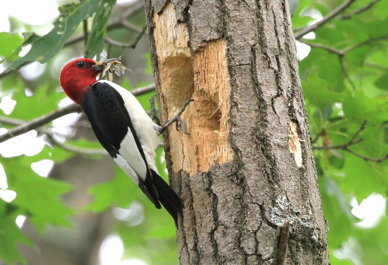 Red-headed Woodpecker, Reproduction-nesting