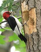 Red-headed Woodpecker