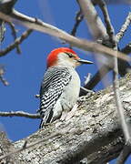 Red-bellied Woodpecker