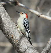 Red-bellied Woodpecker