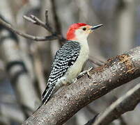 Red-bellied Woodpecker