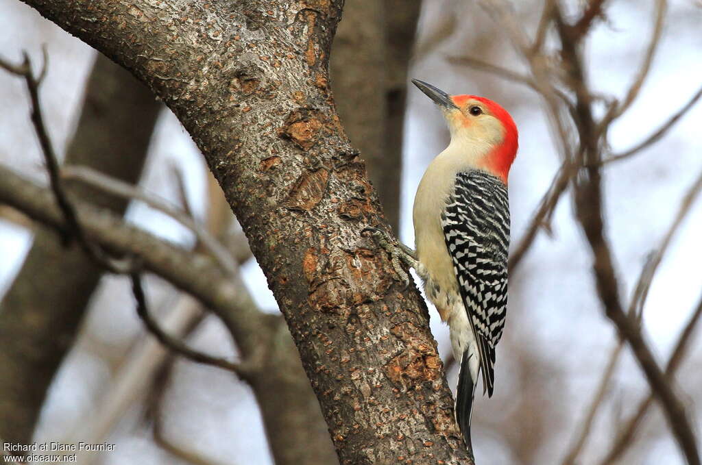 Red-bellied Woodpecker male, identification