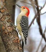 Red-bellied Woodpecker