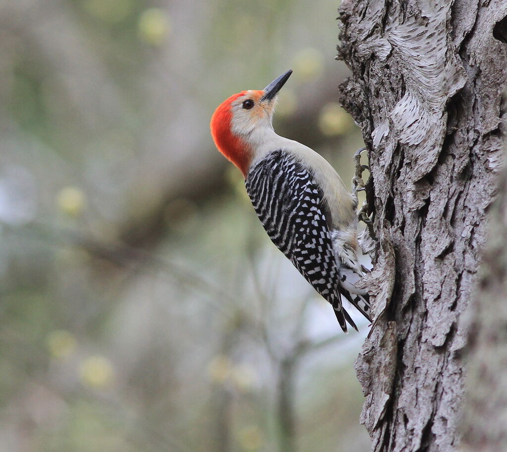 Red-bellied Woodpecker male