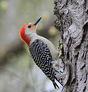 Red-bellied Woodpecker