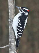 Hairy Woodpecker