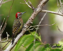 Hispaniolan Woodpecker