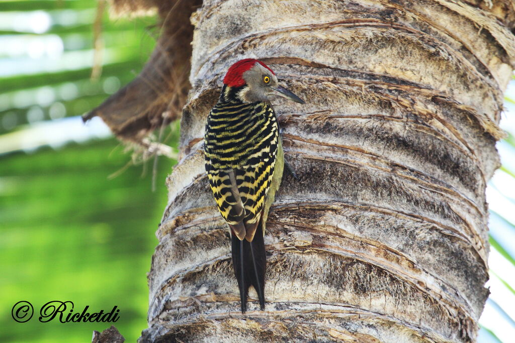 Hispaniolan Woodpecker male