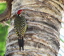 Hispaniolan Woodpecker