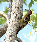 Hispaniolan Woodpecker