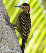 Hispaniolan Woodpecker