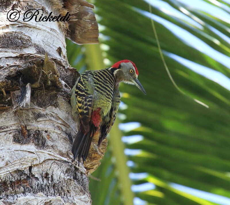Hispaniolan Woodpecker male
