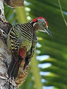 Hispaniolan Woodpecker