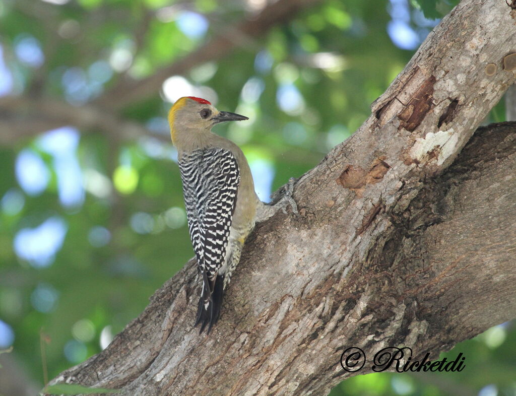 Hoffmann's Woodpecker male