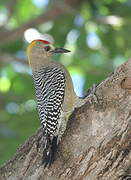 Hoffmann's Woodpecker