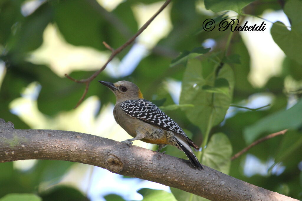 Hoffmann's Woodpecker female