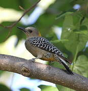 Hoffmann's Woodpecker