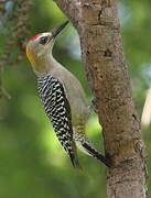 Hoffmann's Woodpecker