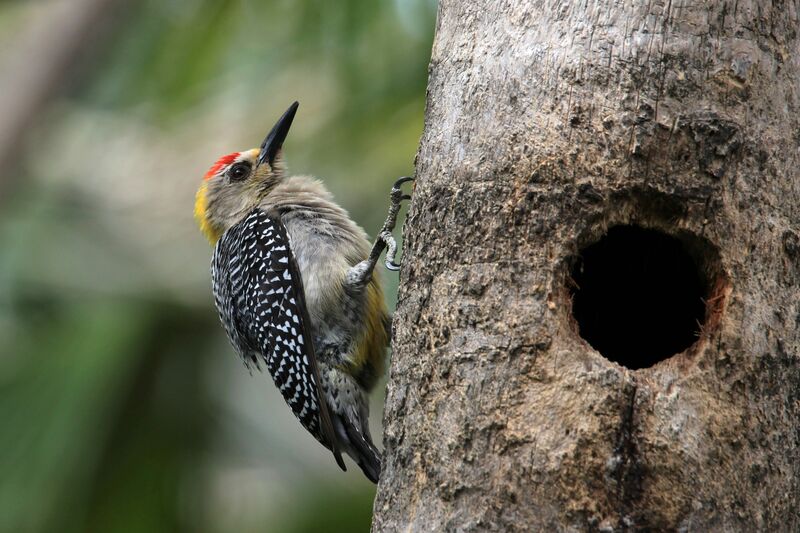 Hoffmann's Woodpecker male, Reproduction-nesting