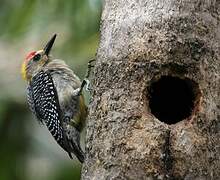 Hoffmann's Woodpecker