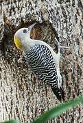 Hoffmann's Woodpecker