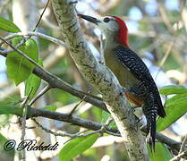 Jamaican Woodpecker