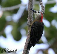 Jamaican Woodpecker