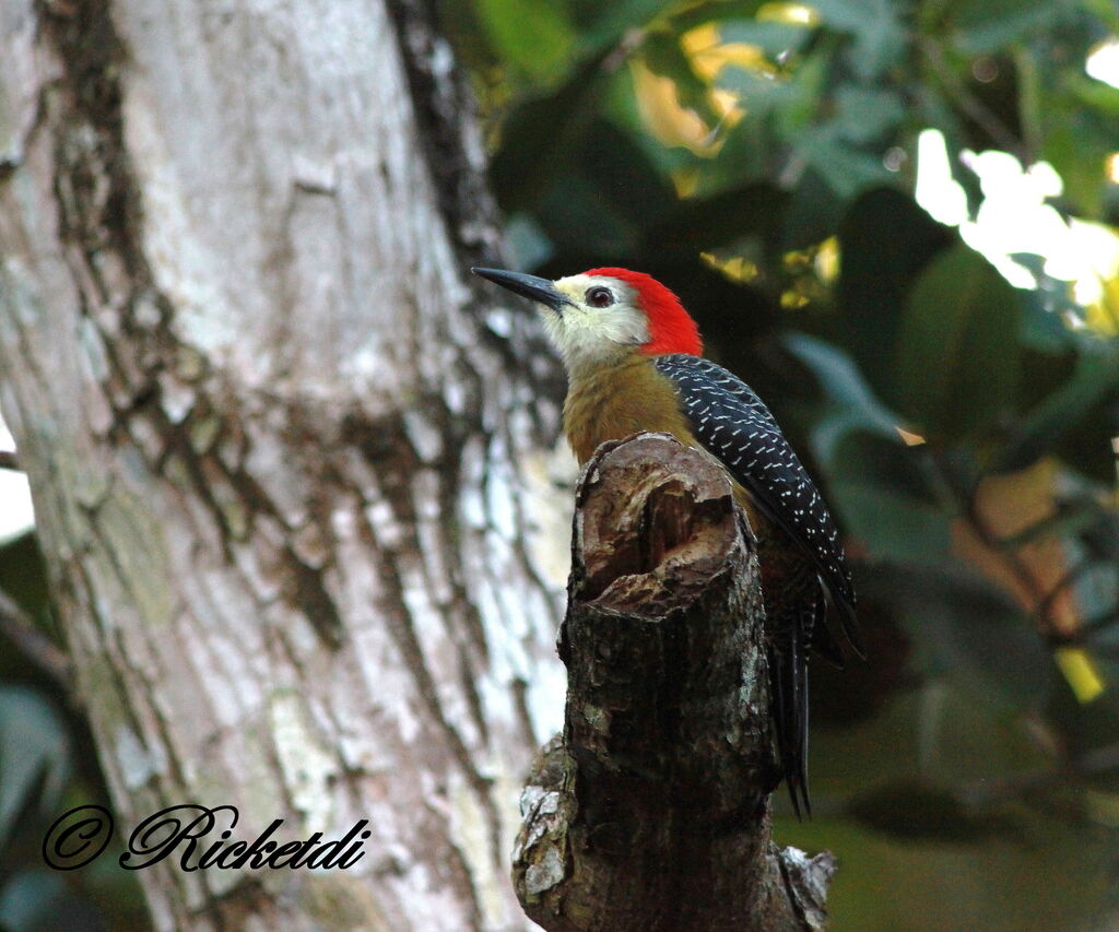 Jamaican Woodpecker