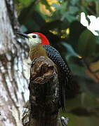 Jamaican Woodpecker