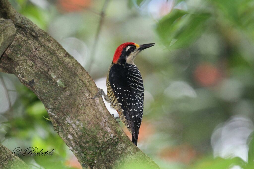 Black-cheeked Woodpecker male