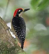 Black-cheeked Woodpecker