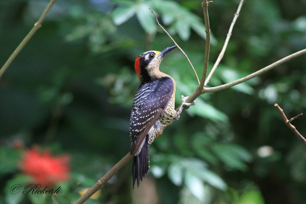 Black-cheeked Woodpecker female