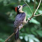 Pic de Pucheran