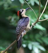 Black-cheeked Woodpecker