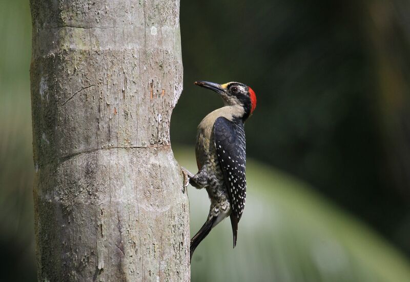 Black-cheeked Woodpecker female