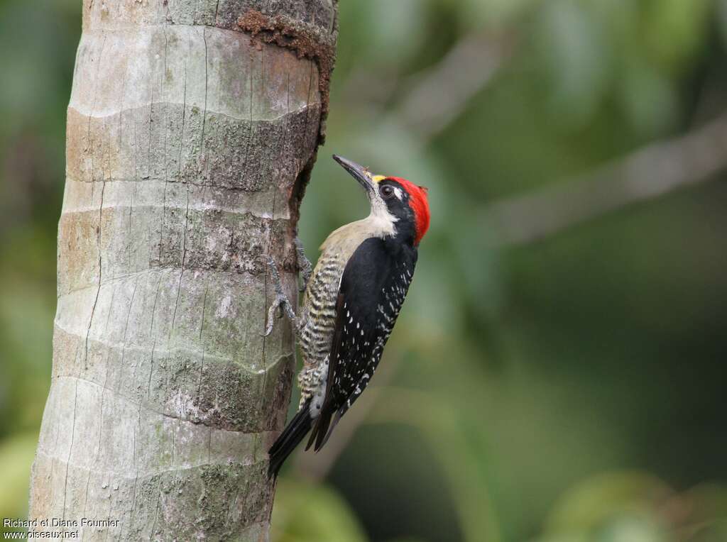 Pic de Pucheran mâle adulte, identification